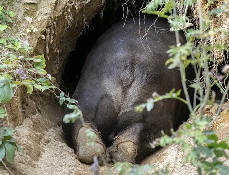 Brown bear (Ursus arctos) crawls into its den, rump and paws visible, Germany