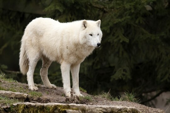 Arctic wolf (Canis lupus arctos) standing in a meadow, captive