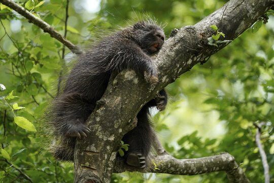 New World porcupine (Urson Erethizon Dorsatum) sleeping on a branch, captive, France