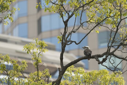 Laughing kookaburra (Dacelo novaeguineae) adult bird sitting in a tree with buildings in the background, Sydney, New South Wales, Australia
