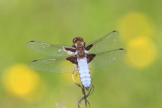 Broad-bodied chaser (Libellula depressa), male, Westerwald, Hesse