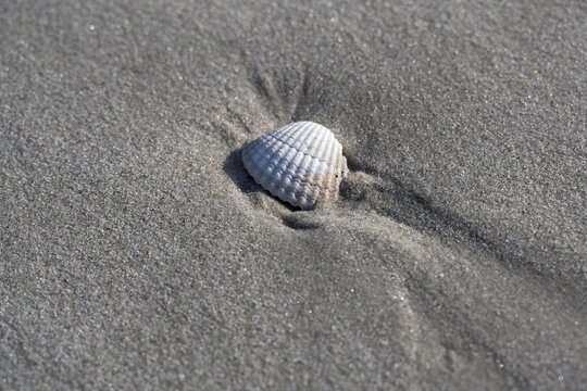 Cockle on a sandy beach at low tide, Lower Saxony Wadden Sea, North Sea, East Frisia, Lower Saxony, Germany
