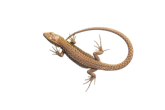 Sand lizard (Lacerta agilis), cropped, white background