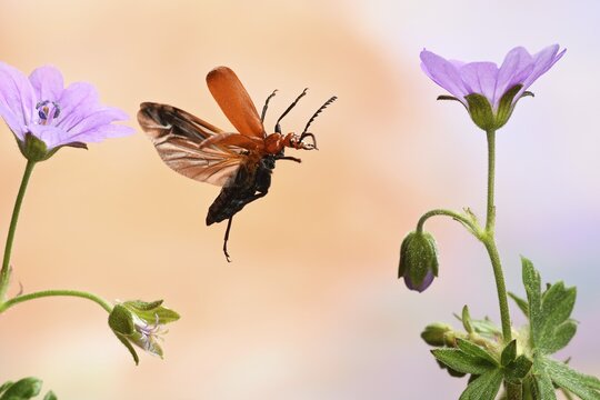 Black-headed Cardinal beetle (Pyrochroa coccinea), in flight, Germany