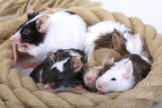 Different coloured Fancy Mice snuggling together, a domesticated form of the House Mouse (Mus musculus)