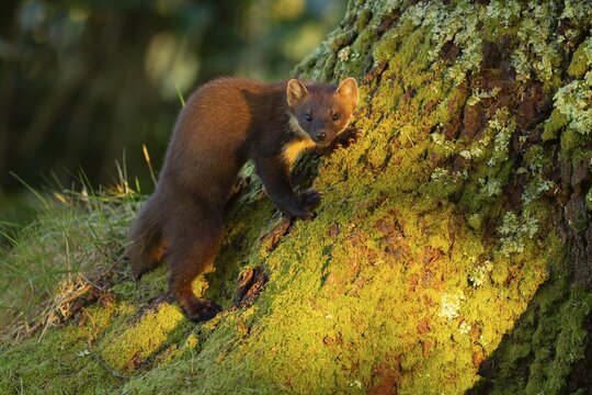 Pine marten (Martes martes) adult animal on a tree trunk, Ardnamurchan, Scotland, United Kingdom