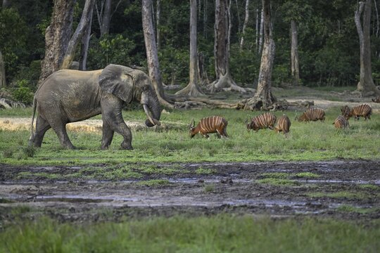 Forest elephant (Loxodonta cyclotis) and bongo antelope (Tragelaphus eurycerus) in the Dzanga Bai forest clearing, Dzanga-Ndoki National Park, Unesco World Heritage Site, Dzanga-Sangha Complex of Protected Areas (DSPAC), Sangha-Mba&eacute;r&eacute; Prefecture, Central African Republic