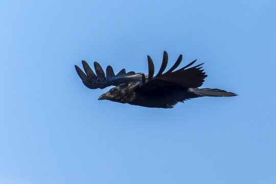 A black crow flies with outstretched wings in the sky, Raven crow (Corvus corone) wildlife, Germany