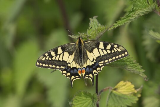 Swallowtail (Papilio machaon) resting on nettles, Norfolk Broads, England, United Kingdom