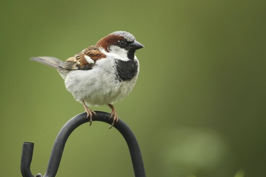 House sparrow (Passer domesticus) male sitting on an iron bracket in the garden, Allg&auml;u, Bavaria, Germany