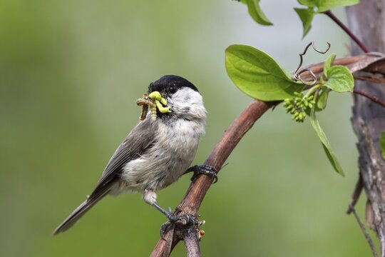 Marsh tit (Parus palustris) sits on a branch and has insects in his beak, Limbach, Burgenland, Austria