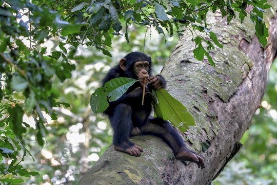 Western chimpanzee (Pan troglodytes verus) sits in a tree and eats on a branch, young animal, wild, near Bossou, Nz&eacute;r&eacute;kor&eacute; Region, Guinea