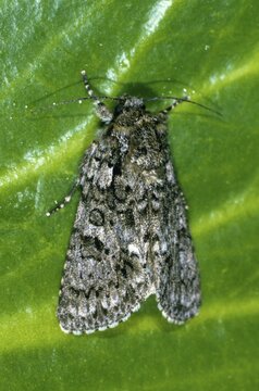 Knot Grass Moth (Acronicta rumicis, Pharetra rumicis), female