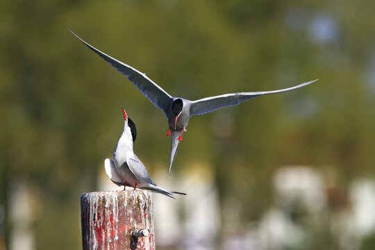 Two Common Terns (Sterna hirundo), courtship behaviour, bringing fish fish at Waren on the Mueritz, Mueritz Lake, Mueritz National Park, Mecklenburg Lake District, Mecklenburg-Western Pomerania, Germany, Europe