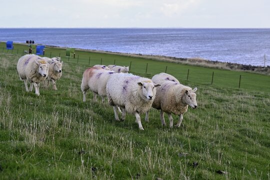 Sheep on a dyke, Pellworm Island, Schleswig-Holstein Wadden Sea National Park, North Frisia, Germany