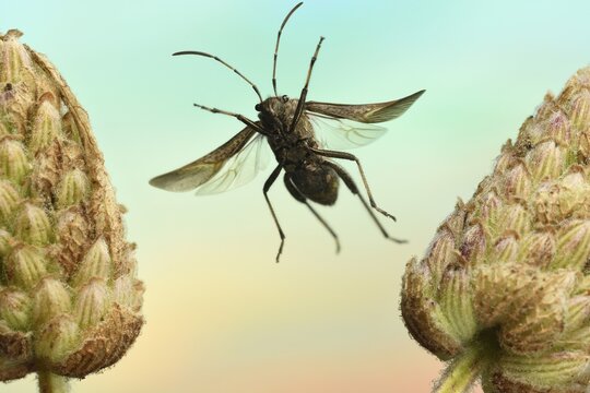 Bottle-feeler bug (Alydus calcaratus) in flight on withered crested lavender (Lavendula stoechas), Germany