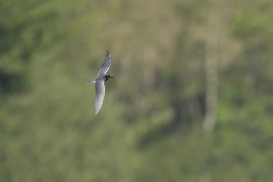 Black tern (Chlidonias niger) adult bird flying, Suffolk, England, United Kingdom
