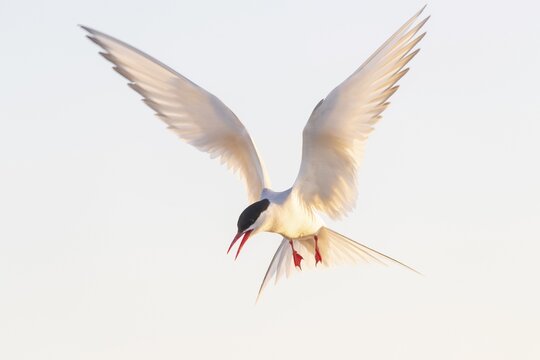 Arctic tern (Sterna paradisaea) in flight, Eidersperrwerk, T&ouml;nning, Schleswig-Holstein, Germany