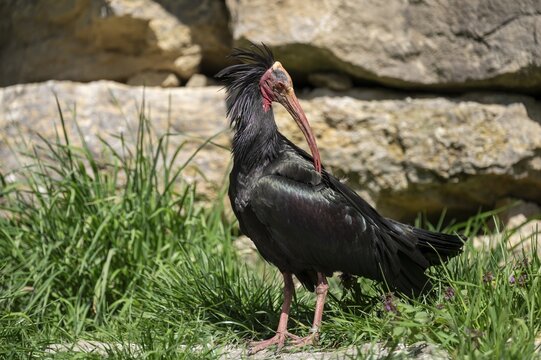 Northern bald ibis (Geronticus eremita) at plumage care, Germany