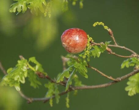 Gall, gall apple on oak (Quercus), Common oak gall wasp (Cynips quercusfolii), Lower Saxony, Germany