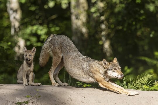 European gray wolf (Canis lupus) alpha wolf with pup, Germany