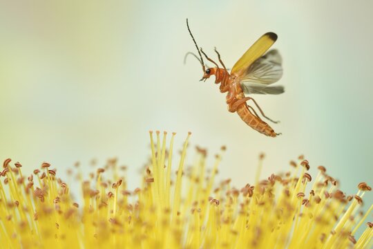 Common red soldier beetle (Rhagonycha fulva) in flight on the flowers of the large-flowered St. John's wort (Hypericum patulum)
