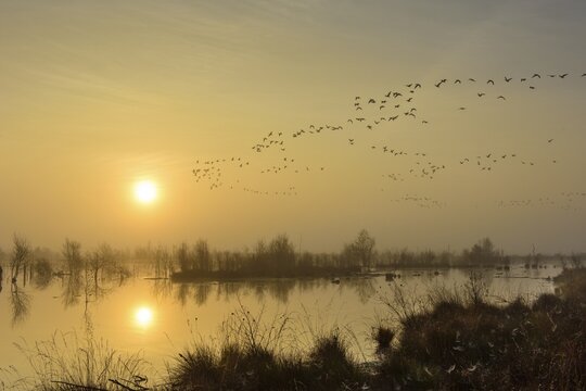 Migrating geese over the moor at sunset, Goldenstedter Moor, Lower Saxony, Germany