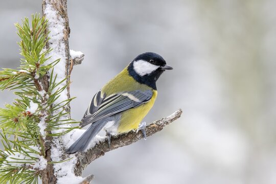 Great tit (Parus major), sitting on a branch, Terfens, Tyrol, Austria