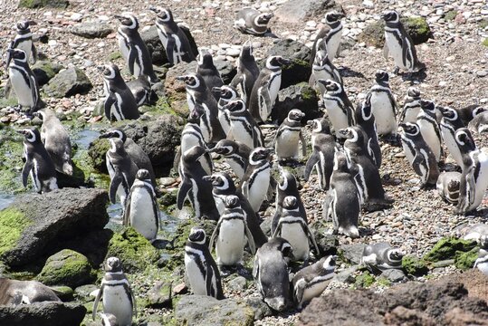 Magellanic penguins (Spheniscus magellanicus), Penguin colony Punta Tombo near Pininsula Valdez, Patagonia, East Coast, Atlantic Ocean, Argentina