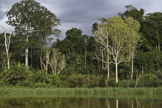 Landscape along the Sangha River, jungle giants, Congo Basin, Dzanga-Sangha Complex of Protected Areas (DSPAC), Sangha-Mba&eacute;r&eacute; Prefecture, Central African Republic