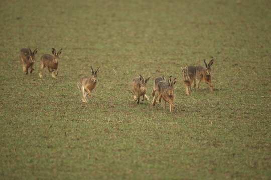European hare (Lepus europaeus) mating season, seven males chasing a female hare across the field, Lower Austria, Austria, Lower Austria, Austria