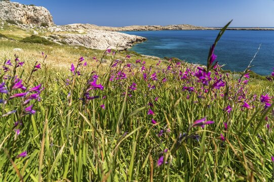 Spring Flowers Italian Gladiolus in the Landscape of Cape Greco Peninsula, Agia Napa, Cyprus