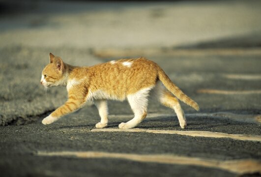 Yellow-brown kitten Lanzarote Spain