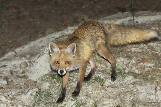 Red fox (Vulpes vulpes) secured at its den at night, flash photograph, Allg&auml;u, Bavaria, Germany