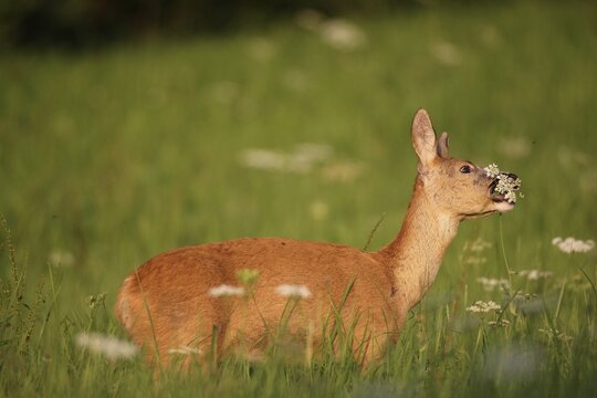 European roe deer (Capreolus capreolus) eating cow parsley (Anthriscus sylvestris) in tall grass, Allg&auml;u, Bavaria, Germany