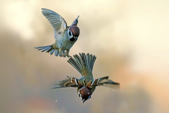 Eurasian tree sparrow (Passer montanus) fighting in the air, Middle Elbe Biosphere Reserve, Saxony-Anhalt, Germany