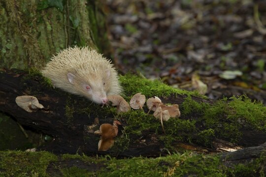 European hedgehog (Erinaceus europaeus) adult albino animal walking over a fallen branch in a woodland, Suffolk, England, United Kingdom