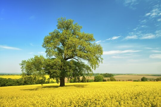 Solitary Oak (Quercus) in a flowering rape field under a blue sky with fair weather clouds in spring, Mecklenburg Switzerland, Mecklenburg-Western Pomerania, Germany