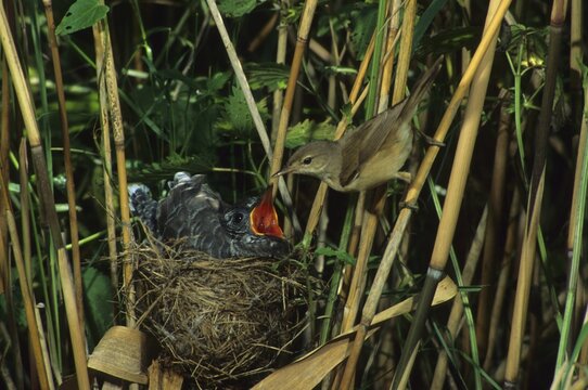 Common Cuckoo (Cuculus canorus), Cuculiformes family of birds, with Eurasian Reed Warbler (Acrocephalus scirpaceus)