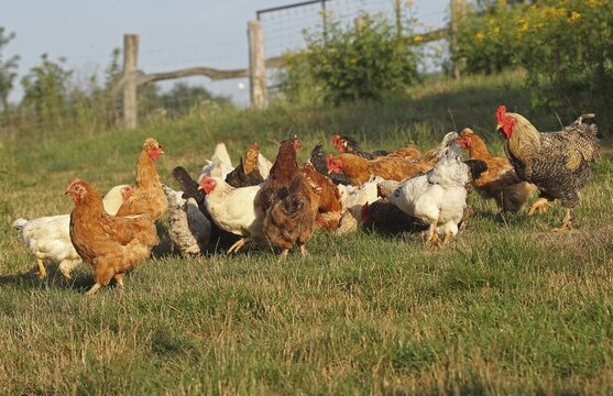 Domestic fowl, free-range chickens of various breeds, Western Hungary, Hungary