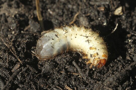 European june beetle (Amphimallon solstitiale) larva grub, Allg&auml;u, Bavaria, Germany