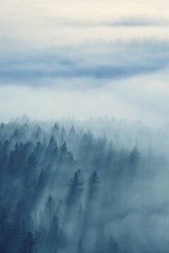 View of forest with morning fog at dusk, Saxon Switzerland National Park, Elbe Sandstone Mountains, Saxony, Germany