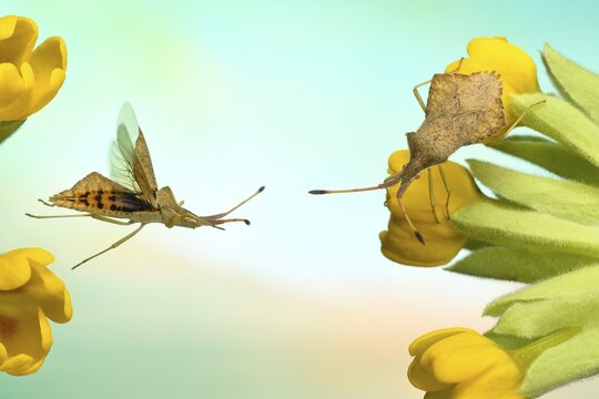 Rhomb bug (Syromastus rhombeus) on the flower of a (Primula veris), Germany