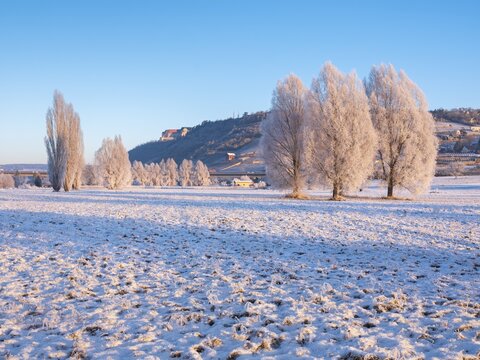 Winter in the Unstrut Valley, poplars with hoarfrost, Neuenburg Castle in the background, Freyburg (Unstrut), Saxony-Anhalt, Germany