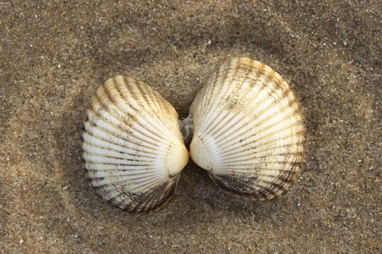 Cockle shell one pair on a sandy beach, Norfolk, England, United Kingdom