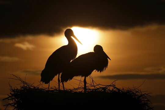 White stork (Ciconia ciconia) standing on nest at sunset, Germany