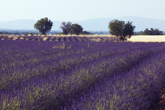 Lavender field (Lavandula angustifolia), Plateau de Valensole, D&eacute;partement Alpes-de-Haute-Provence, France, Europe