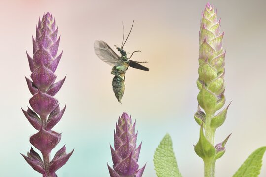 Thick legged flower beetle (Oedemera nobilis) in flight on buds of Meadow Clary (Salvia pratensis), Germany