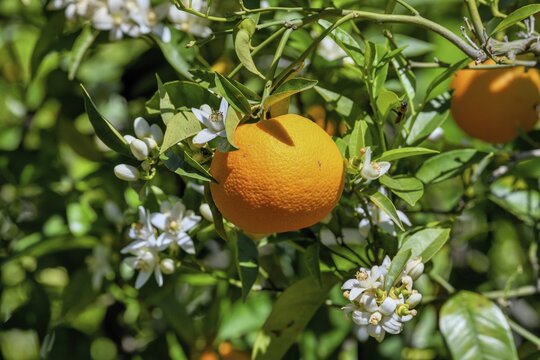 Orange (Citrus sinensis) blossom, close-up of blossoms and ripe fruit, near Bolulla, Costa Blanca, Spain