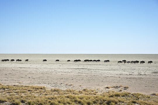 Herd of blue wildebeest (Connochaetes taurinus), walking across the Etosha salt pan, Etosha National Park, Namibia